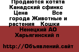 Продаются котята Канадский сфинкс › Цена ­ 15 000 - Все города Животные и растения » Кошки   . Ненецкий АО,Харьягинский п.